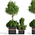 Versatile Outdoor Plant Set 3D model small image 1