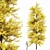 Ginkgo Biloba Tree: Perfect Fall Foliage 3D model small image 1