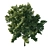 Vibrant Acer Rubrum Green 03 3D model small image 2