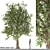 Pure White Alder Tree 3D model small image 1