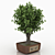 Miniature Greenery: Bonsai Tree 3D model small image 1
