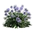 Agapanthus 2013: 3D Floral Model 3D model small image 2