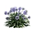 Agapanthus 2013: 3D Floral Model 3D model small image 3