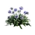 Agapanthus 2013: 3D Floral Model 3D model small image 4