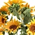 Rustic Sunflower Collection 3D model small image 4