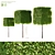 Boxhead Hornbeam Trees - Carpinus betulus Topiaries 3D model small image 1