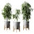 Ficus Alii: Striking Vase Plant 3D model small image 1