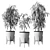Ficus Alii: Striking Vase Plant 3D model small image 4
