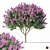 3D Crape Myrtle Tree with Flowers 3D model small image 1
