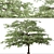 Flowering Pagoda Dogwood: Set of 2 Trees 3D model small image 4