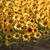 Sunflower Field Collection 3D model small image 2