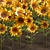 Sunflower Field Collection 3D model small image 3