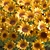 Sunflower Field Collection 3D model small image 4