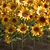 Sunflower Field Collection 3D model small image 5