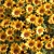 Sunflower Field Collection 3D model small image 6