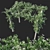 Trachelospermum Jasminoides 02: Detailed 3D Model 3D model small image 1