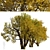 Fremont Cottonwood Trees: Natural Beauty 3D model small image 5