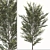 Pearl Acacia Tree Set - 2 Trees 3D model small image 3