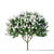 Lagerstroemia Tree: White Flowers 3D model small image 5