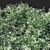 Trachelospermum Jasminoides 04 - Stunning 3D Floral Plant 3D model small image 2