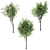 Ornamental Loquat Tree Trio 3D model small image 4