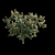 Classic Southern Magnolia 3D Model 3D model small image 4