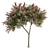 Crape Myrtle Tree Set: 50 Blooming Beauties! 3D model small image 6