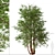 Water Birch Trees - Set of 2 3D model small image 4