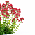 Valerian Red Flowers | Centranthus Ruber - Stunning Ornamental Plants 3D model small image 2
