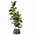 Ficus Lyrata: Modern Plant Collection 3D model small image 2