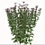 Lush Tatarian Aster Quartet: 4 Vibrant Flowering Plants 3D model small image 2