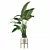 Exotic Strelitzia: Plants Collection 111 3D model small image 2
