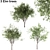 Evergreen Elm Tree Trio 3D model small image 1