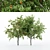 Multi-Peach Tree Collection | 4 Varieties 3D model small image 1