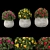 Colorful Blooming Bush Collection 3D model small image 1