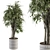 Ficus Benjamin Pot Plant Set 3D model small image 2