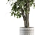 Ficus Benjamin Pot Plant Set 3D model small image 3