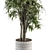 Ficus Benjamin Pot Plant Set 3D model small image 4