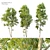 Black Gum Eucalyptus Tree Pack 3D model small image 1