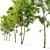 Black Gum Eucalyptus Tree Pack 3D model small image 3