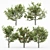 Variety Pack: 5 Different White Birch Trees 3D model small image 2