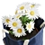 Dainty Daisies: Stunning Floral Decor 3D model small image 2