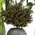 Green Oasis - Set of Indoor Plants 3D model small image 4