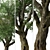 Valley Oak Tree - Majestic Native Californian Quercus lobata 3D model small image 3