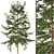 Japanese Larch Tree: Stunning Deciduous Conifer 3D model small image 1