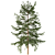 Japanese Larch Tree: Stunning Deciduous Conifer 3D model small image 2