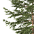 Japanese Larch Tree: Stunning Deciduous Conifer 3D model small image 3