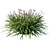 Zephyranthes Rain Lily 2013: Elegant Flower Power 3D model small image 3
