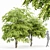  European Bladdernut Tree Duo 3D model small image 1
