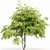  European Bladdernut Tree Duo 3D model small image 3